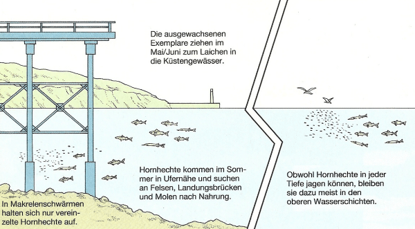 Der Hornhecht kommt an den deutschen Küsten fast überall vor