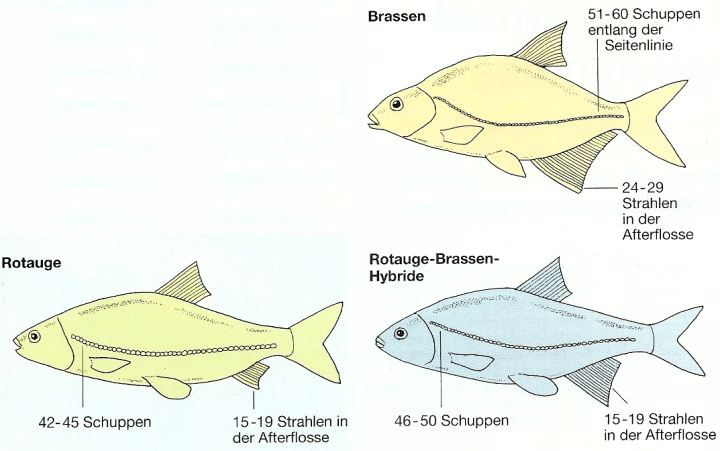 Hybriden der Karpfenfamilie, Kreuzungen, Eigenschaften