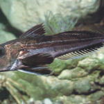 Der Knurrhahn – Ein Fisch mit besonderen Fähigkeiten