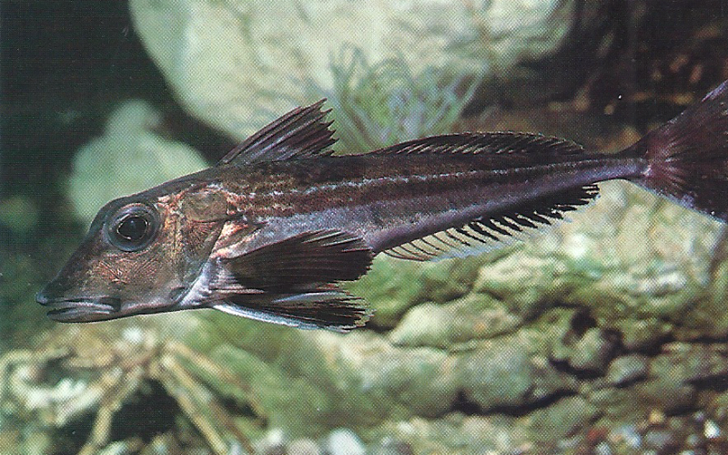 Der Knurrhahn - Ein Fisch mit besonderen Fähigkeiten