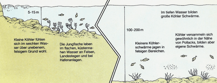 Köhler, ein großer Kämpfer mit eindrucksvoller Kampfkraft