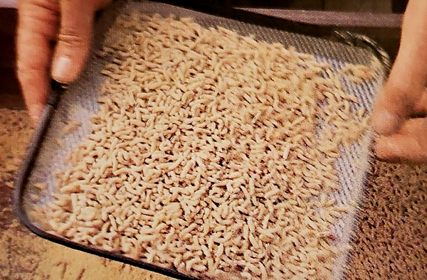 Madenkleber richtig anwenden Effektives Anfüttern für Angler