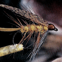 Naßfliegen und Nymphen, gute Fangaussichten zwischen Grund und Mittelwasser