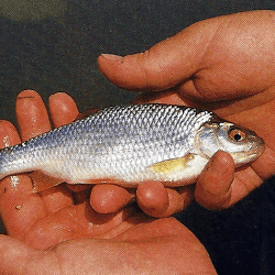 Parkteiche haben oft einen erstaunlich guten Fischbestand