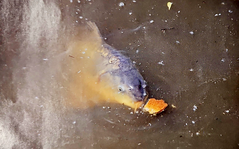 Schwimmende Köder für erfolgreiches Oberflächenangeln