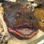 Seeteufel Fisch: Wissenswertes und Zubereitungstipps