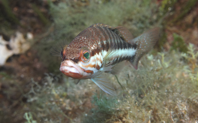 Fangen Sie mehr Fische. Silbrige Sandaale als Top-Köder