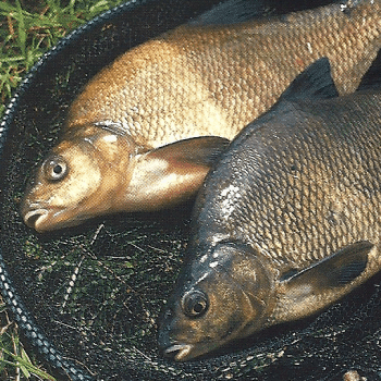 Fischreiche Tieflandflüsse sind bei Anglern beliebt