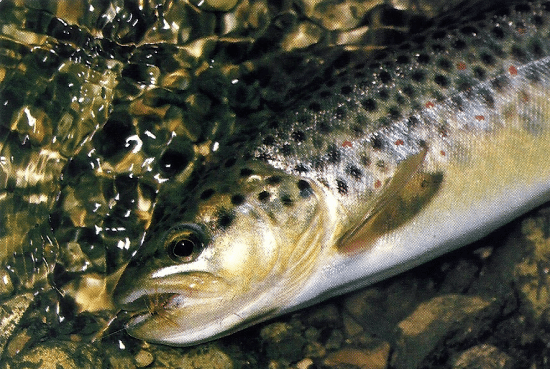 Trockenfliegen am Fluss