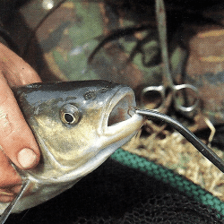 Wie man Fische richtig behandelt 