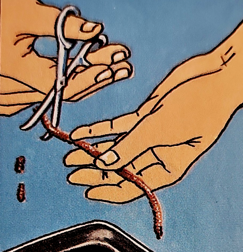Würmer. Tauwurm, Rotwurm und Co. Tipps für Großfische