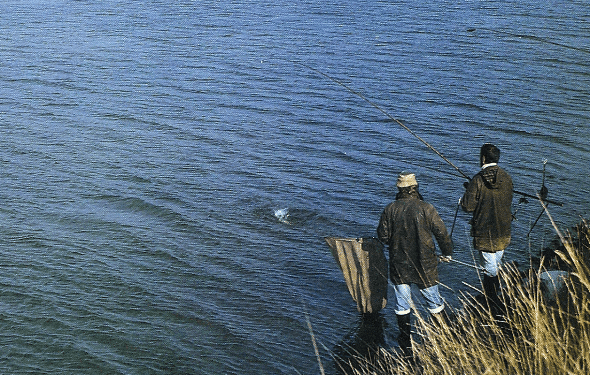 Zander Angeln, im trüben Wasser dem Zander auf der Spur 