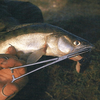 Zander Angeln, im trüben Wasser dem Zander auf der Spur 