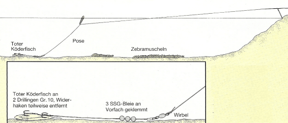 Zander Angeln, im trüben Wasser dem Zander auf der Spur 