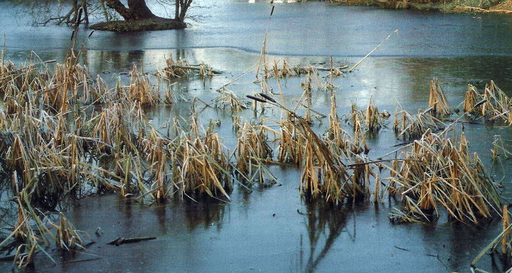 Angeln am See im Winter, Fangerfolge auch bei Kälte 