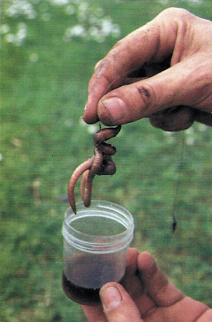 Specimen-Hunting. Profi-Tipps zum Angeln auf kapitale Aale