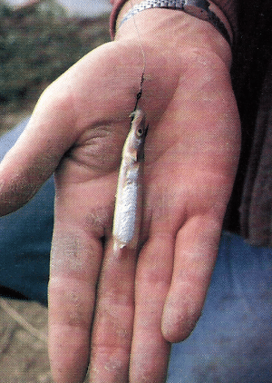 Specimen-Hunting. Profi-Tipps zum Angeln auf kapitale Aale