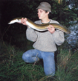 Specimen-Hunting auf große Aale 