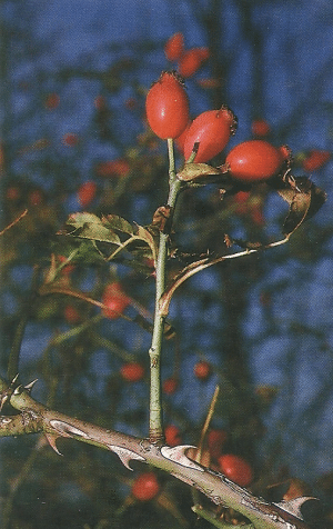 Beeren als Angelköder, für Döbel, Rotaugen und Hasel