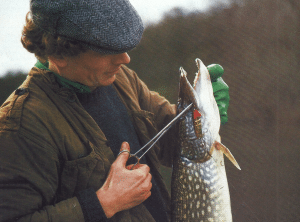 Hechte richtig abködern. Ohne Stress Profi-Tipps für Angler