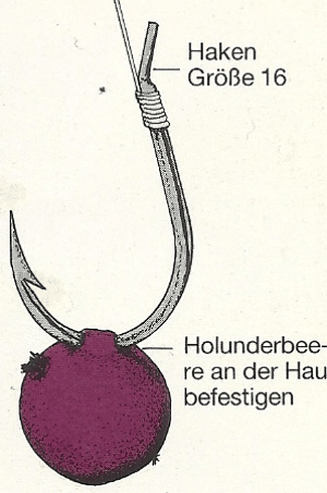 Beeren als Angelköder, für Döbel, Rotaugen und Hasel