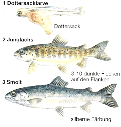 Der Lachs - König der Fische