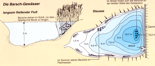 Der Barsch