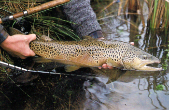 Bachforelle. Der König der Salmoniden und seine Lebensweise