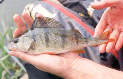 Meisterangler Tom Pickering